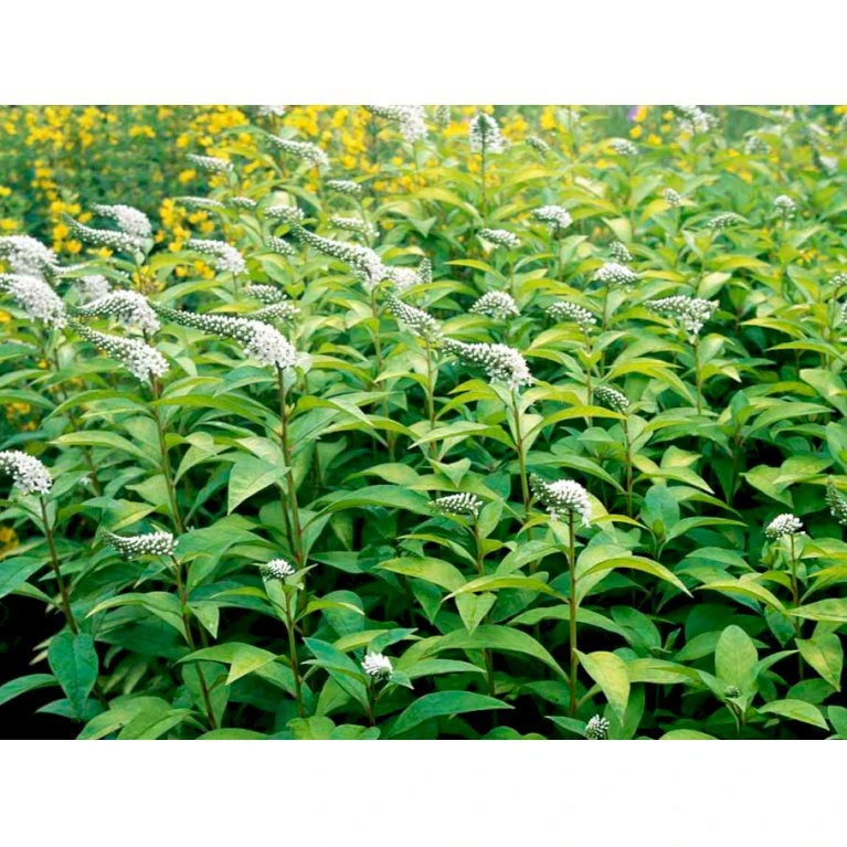 Hvid Fredløs Lysimachia Clethroides 1 Liter Potte 7 Hvid Fredløs Lysimachia Clethroides 1 Liter Potte - Billede 5