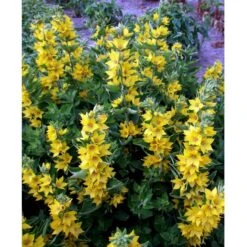 Prikbladet Fredløs Lysimachia Punctata 1 Liter Potte -Montoz Butik mi1494 lysimachia punctata 0a5f