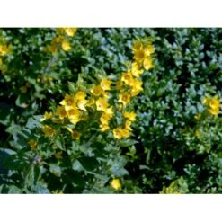 Prikbladet Fredløs Lysimachia Punctata 1 Liter Potte -Montoz Butik mi1494 lysimachia punctata c6e0