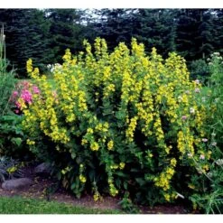 Prikbladet Fredløs Lysimachia Punctata 1 Liter Potte -Montoz Butik mi1494 lysimachia punctata d3df