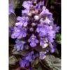 Krybende Læbeløs 'Braunherz' Ajuga Reptans 'Braunherz' 10 Cm. Potte -Montoz Butik mi151 ajuga reptans braunherz 5145