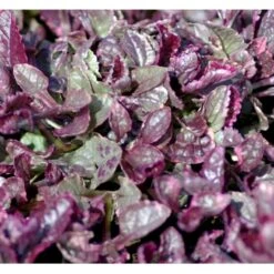 Krybende Læbeløs 'Burgundy Glow' Ajuga Reptans 'Burgundy Glow' 10 Cm. Potte -Montoz Butik mi152 ajuga reptans burgundy glow 7fe5