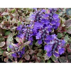 Krybende Læbeløs 'Burgundy Glow' Ajuga Reptans 'Burgundy Glow' 10 Cm. Potte -Montoz Butik mi152 ajuga reptans burgundy glow a07d