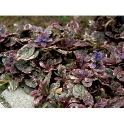 Krybende Læbeløs 'Burgundy Glow' Ajuga Reptans 'Burgundy Glow' 10 Cm. Potte -Montoz Butik mi152 ajuga reptans burgundy glow a3a6