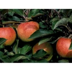 Æble 'Jonagold' Malus X 'Jonagold' Træ Med Sidegrene,- Stammeomkreds 20-25 Cm. Med Klump -Montoz Butik mi1532 malus domestica jonagold 9e85