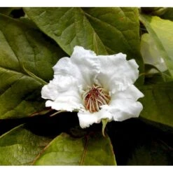 Mispel Mespilus Germanica Solitær Busk 150-200 Cm. - Med Klump -Montoz Butik mi1565 mespilus germanica 1ba6