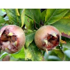 Mispel Mespilus Germanica Solitær Busk 150-200 Cm. - Med Klump -Montoz Butik mi1565 mespilus germanica 47aa