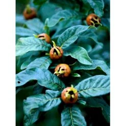 Mispel Mespilus Germanica Solitær Busk 150-200 Cm. - Med Klump -Montoz Butik mi1565 mespilus germanica cec4