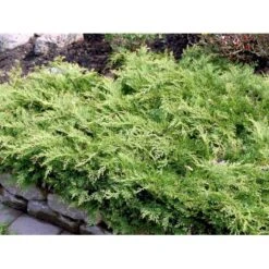 Østsibirisk Enebær Microbiota Decussata Potte 2,0 Liter,- 25-30 Cm. -Montoz Butik mi1570 microbiota decussata 7936