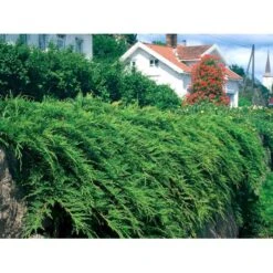 Østsibirisk Enebær Microbiota Decussata Potte 2,0 Liter,- 25-30 Cm. -Montoz Butik mi1570 microbiota decussata aa1a