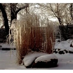 Smalbladet Elefantgræs 'Gracillimus' Miscanthus Sinensis 'Gracillimus' Potte 2 Liter. -Montoz Butik mi1577 miscanthus sinensis gracillimus d608
