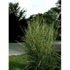 Zebragræs 'Strictus' Miscanthus Sinensis 'Strictus' Potte 2 Liter. -Montoz Butik mi1579 miscanthus sinensis strictus 1eb0