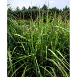 Zebragræs 'Strictus' Miscanthus Sinensis 'Strictus' Potte 2 Liter. -Montoz Butik mi1579 miscanthus sinensis strictus 3167