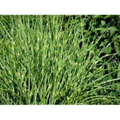 Zebragræs 'Strictus' Miscanthus Sinensis 'Strictus' Potte 2 Liter. -Montoz Butik mi1579 miscanthus sinensis strictus a67a