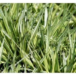 Blåtop 'Variegata' Molinia Caerulea 'Variegata' Potte 2 Liter. 7 Blåtop 'Variegata' Molinia Caerulea 'Variegata' Potte 2 Liter. -Montoz Butik mi1580 molinia caerulea variegata 885d