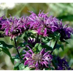 Hestemynte Monarda Hybrid 'Blaustrumpf' 1 Liter Potte -Montoz Butik mi1582 monarda hybrid blaustrumpf 0295