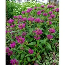 Hestemynte Monarda Hybrid 'Blaustrumpf' 1 Liter Potte -Montoz Butik mi1582 monarda hybrid blaustrumpf d586