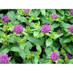 Hestemynte Monarda Hybrid 'Blaustrumpf' 1 Liter Potte -Montoz Butik mi1582 monarda hybrid blaustrumpf d65f