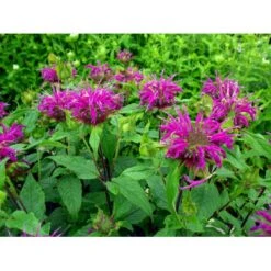 Hestemynte Monarda Hybrid 'Blaustrumpf' 1 Liter Potte -Montoz Butik mi1582 monarda hybrid blaustrumpf e892