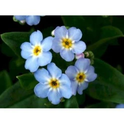 Eng-Forglemmigej 'Nixenauge' Myosotis Palustris 'Nixenauge' 10 Cm. Potte -Montoz Butik mi1587 myosotis palustris nixenauge c9d8