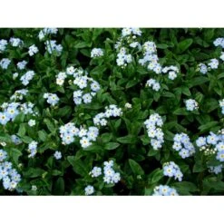 Eng-Forglemmigej 'Nixenauge' Myosotis Palustris 'Nixenauge' 10 Cm. Potte -Montoz Butik mi1587 myosotis palustris nixenauge d7b4