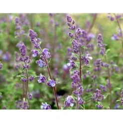 Blåkant 'Mussinii' Nepeta Faassenii 'Mussinii' 1 Liter Potte -Montoz Butik mi1591 nepeta x faassenii 5ddb