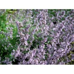 Blåkant 'Mussinii' Nepeta Faassenii 'Mussinii' 1 Liter Potte -Montoz Butik mi1591 nepeta x faassenii 8e39