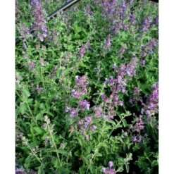 Blåkant 'Mussinii' Nepeta Faassenii 'Mussinii' 1 Liter Potte -Montoz Butik mi1591 nepeta x faassenii afdf