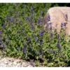 Blåkant 'Mussinii' Nepeta Faassenii 'Mussinii' 1 Liter Potte 1 Blåkant 'Mussinii' Nepeta Faassenii 'Mussinii' 1 Liter Potte -Montoz Butik mi1591 nepeta x faassenii bd91