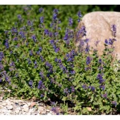Blåkant 'Mussinii' Nepeta Faassenii 'Mussinii' 1 Liter Potte