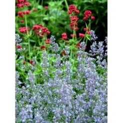 Blåkant 'Six Hill Giant' Nepeta Faassenii 'Six Hill Giant' 10 Cm. Potte 12 Blåkant 'Six Hill Giant' Nepeta Faassenii 'Six Hill Giant' 10 Cm. Potte -Montoz Butik mi1592 nepeta six hills giant 475b