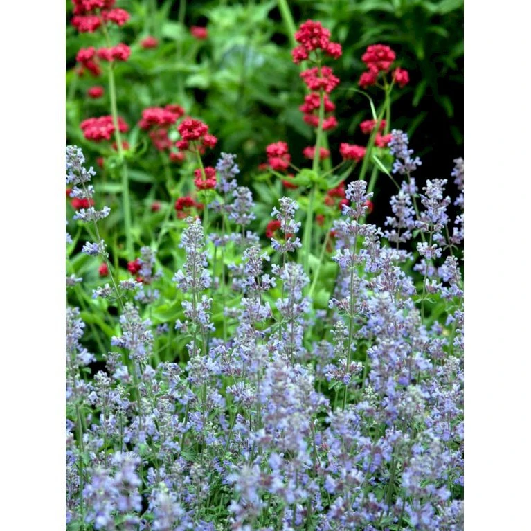 Blåkant 'Six Hill Giant' Nepeta Faassenii 'Six Hill Giant' 10 Cm. Potte 7 Blåkant 'Six Hill Giant' Nepeta Faassenii 'Six Hill Giant' 10 Cm. Potte - Billede 5
