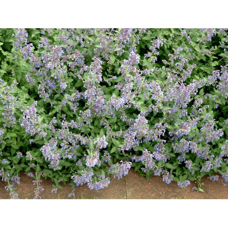 Blåkant 'Six Hill Giant' Nepeta Faassenii 'Six Hill Giant' 10 Cm. Potte 5 Blåkant 'Six Hill Giant' Nepeta Faassenii 'Six Hill Giant' 10 Cm. Potte - Billede 3