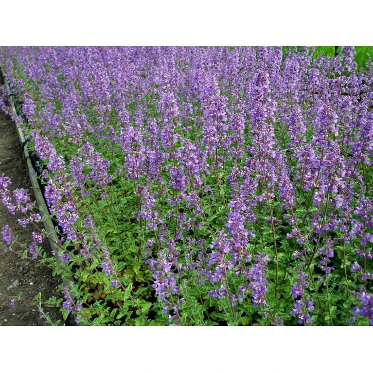 Blåkant 'Six Hill Giant' Nepeta Faassenii 'Six Hill Giant' 10 Cm. Potte 3 Blåkant 'Six Hill Giant' Nepeta Faassenii 'Six Hill Giant' 10 Cm. Potte