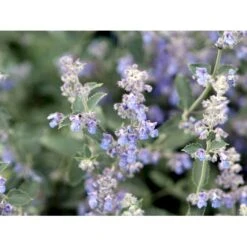 Blåkant 'Six Hill Giant' Nepeta Faassenii 'Six Hill Giant' 10 Cm. Potte 11 Blåkant 'Six Hill Giant' Nepeta Faassenii 'Six Hill Giant' 10 Cm. Potte -Montoz Butik mi1592 nepeta six hills giant fdad