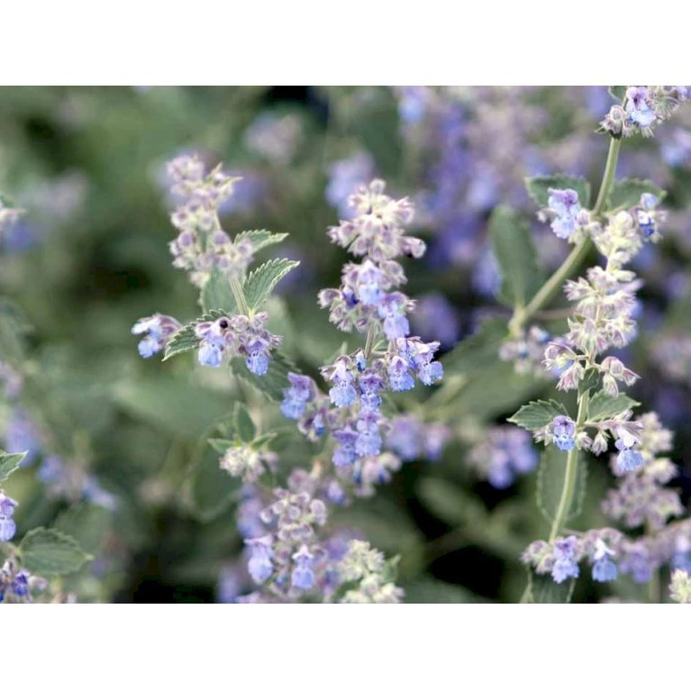 Blåkant 'Six Hill Giant' Nepeta Faassenii 'Six Hill Giant' 10 Cm. Potte 6 Blåkant 'Six Hill Giant' Nepeta Faassenii 'Six Hill Giant' 10 Cm. Potte - Billede 4