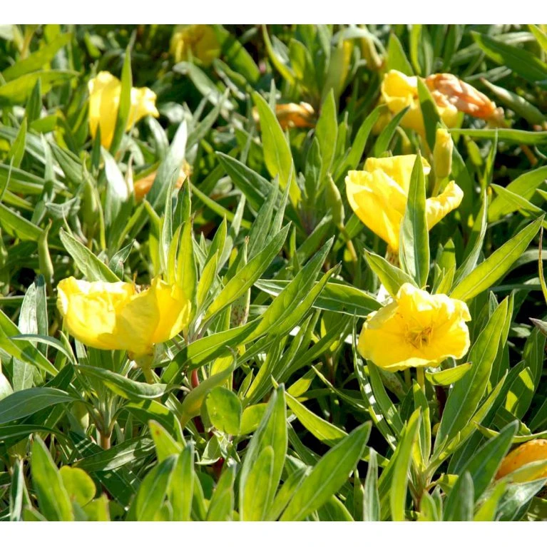 Krybende Natlys Oenothera Macrocarpa 10 Cm. Potte 5 Krybende Natlys Oenothera Macrocarpa 10 Cm. Potte - Billede 3