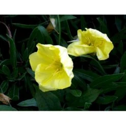 Krybende Natlys Oenothera Macrocarpa 10 Cm. Potte 10 Krybende Natlys Oenothera Macrocarpa 10 Cm. Potte -Montoz Butik mi1596 oenothera macrocarpa febe
