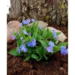 Vårkærminde Omphalodes Verna 10 Cm. Potte -Montoz Butik mi1597 omphalodes verna 49bd