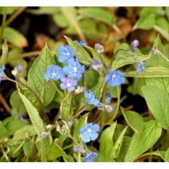Vårkærminde Omphalodes Verna 10 Cm. Potte -Montoz Butik mi1597 omphalodes verna 55e7