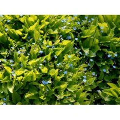 Vårkærminde Omphalodes Verna 10 Cm. Potte -Montoz Butik mi1597 omphalodes verna 61b3