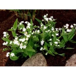 Vårkærminde 'Alba' Omphalodes Verna 'Alba' 10 Cm. Potte -Montoz Butik mi1598 omphalodes verna alba 6153