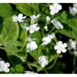 Vårkærminde 'Alba' Omphalodes Verna 'Alba' 10 Cm. Potte -Montoz Butik mi1598 omphalodes verna alba 814f