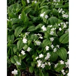 Vårkærminde 'Alba' Omphalodes Verna 'Alba' 10 Cm. Potte -Montoz Butik mi1598 omphalodes verna alba 9603