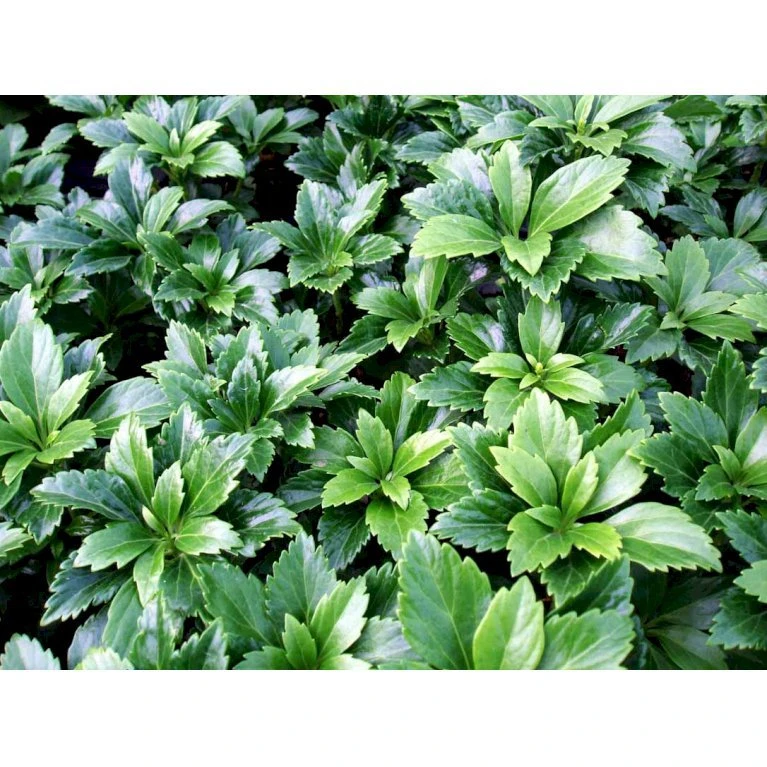 Vinterglans 'Green Carpet' Pachysandra Terminalis 'Green Carpet' 10 Cm. Potte 5 Vinterglans 'Green Carpet' Pachysandra Terminalis 'Green Carpet' 10 Cm. Potte - Billede 3