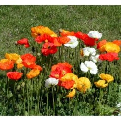 Sibirisk Valmue Papaver Nudicaule 'Gartenzwerg' 10 Cm. Potte 10 Sibirisk Valmue Papaver Nudicaule 'Gartenzwerg' 10 Cm. Potte -Montoz Butik mi1640 papaver nudicaule gartenzwerg 3fd0