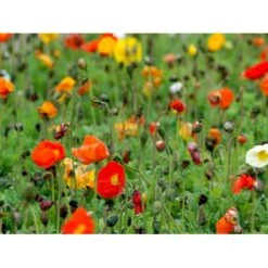 Sibirisk Valmue Papaver Nudicaule 'Gartenzwerg' 10 Cm. Potte 12 Sibirisk Valmue Papaver Nudicaule 'Gartenzwerg' 10 Cm. Potte -Montoz Butik mi1640 papaver nudicaule gartenzwerg caa1