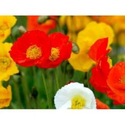 Sibirisk Valmue Papaver Nudicaule 'Gartenzwerg' 10 Cm. Potte 11 Sibirisk Valmue Papaver Nudicaule 'Gartenzwerg' 10 Cm. Potte -Montoz Butik mi1640 papaver nudicaule gartenzwerg e152