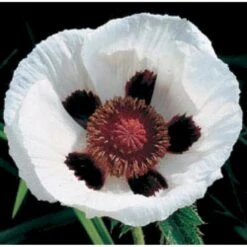 Kæmpevalmue Papaver Orientale 'Royal Wedding' 1 Liter Potte -Montoz Butik mi1643 papaver orientale royal wedding 412f