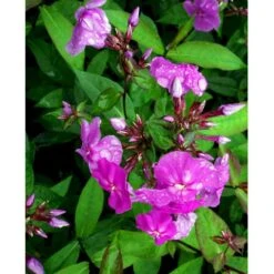 Høstfloks 'Amethyst' Phlox Paniculata 'Amethyst' Bakke Med 12 Stk. -Montoz Butik mi1666 phlox paniculata amethyst 563d